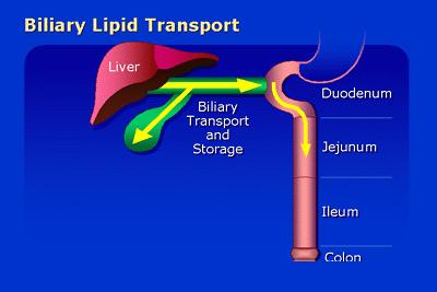 Structure of the Liver Liver cells synthesize and secrete bile! -1 liter of bile is synthesized daily!