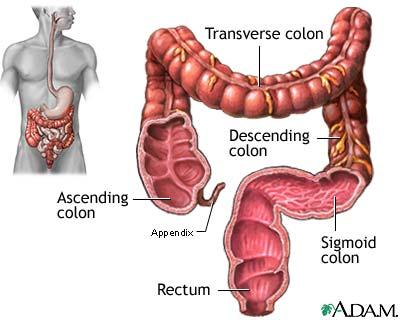 Functions of the Large Intestine Primary Functions 1) Absorption of water from digested food/chyme 2) Compaction and storage of feces 3)