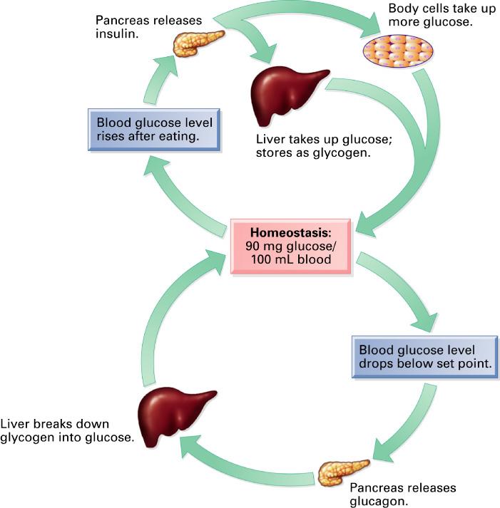 Negative Feedback - Regulation of Blood Sugar Insulin and Glucagon