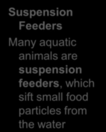 small food particles from the
