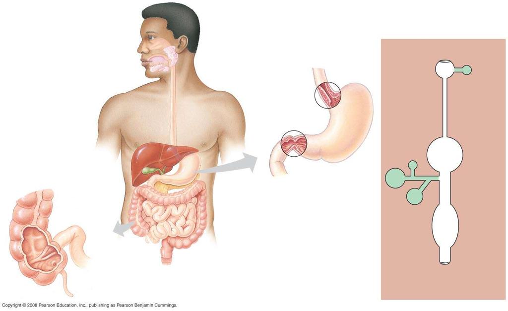 Fig. 41-10 The human digestive system Tongue and teeth Salivary glands Oral cavity Pharynx Esophagus Sphincter Mouth Esophagus Salivary glands Liver Sphincter Ascending portion of large intestine