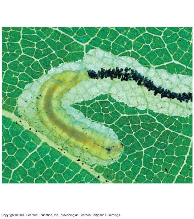 Fig. 41-6b Leaf miner caterpillar,