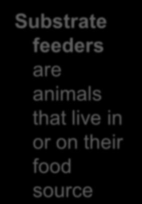 feeders are animals that live in