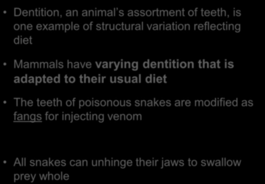Some Dental Adaptations Dentition, an animal s assortment of teeth, is one example of structural