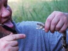 teeth of poisonous snakes are modified as fangs for injecting venom All snakes can unhinge their