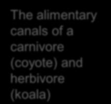 (large intestine) Herbivore The