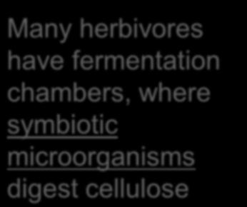 fermentation chambers, where symbiotic