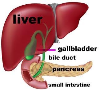 The Role of Bile in Digestion Bile is produced in the liver, stored in the gall bladder and released into the duodenum to aid in the digestion of fats (i.e., triglycerides to fatty acids).