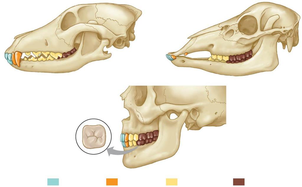Dental Adaptations a big part of the success of mammals is the evolution of specialized teeth