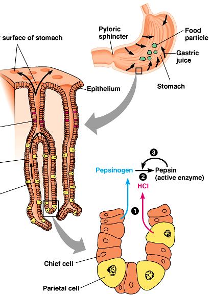 Stomach Functions food storage can stretch to fit ~2L food disinfect food HCl = ph 2 kills bacteria breaks apart cells chemical digestion pepsin enzyme breaks down proteins secreted as