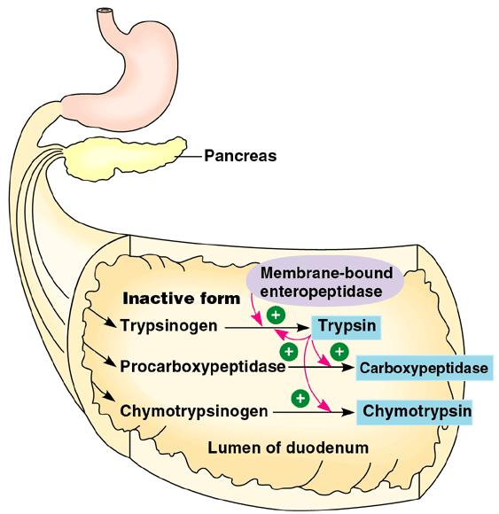 Pancreas Digestive enzymes peptidases trypsin trypsinogen chymotrypsin chimotrypsinogen