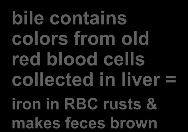 bile contains colors from old red blood