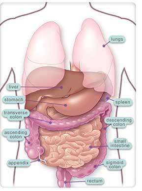 Large intestines (colon) Function re-absorb water use ~9 liters of water every day in digestive juices > 90% of