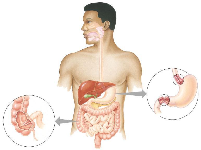 mouth break up food moisten food digest starch kill germs liver produces bile - stored in gall bladder break up fats pancreas produces enzymes to digest proteins &