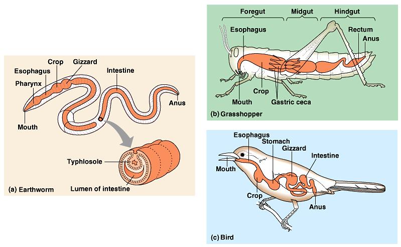 Digestive systems