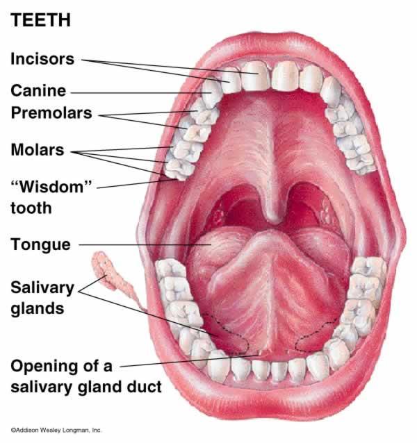 swallow Saliva production is stimulated by smell, hunger and taste of food Contains salivary amylase