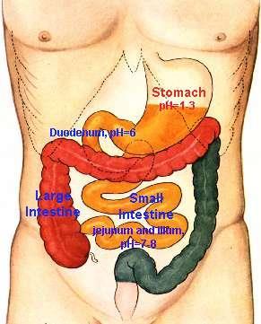 Gastric Juice Contains Hydochloric acid (HCl) Lowers the ph to about 2, which is necessary for the digestion of proteins Pepsinogen (an inactive protein)