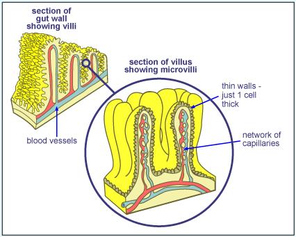 Villi and Microvilli All six essential nutrients are absorbed into