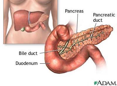 The Pancreas Produces pancreatic juices which are secreted into the pancreatic duct and to the common bile duct and into the duodenum See Table 11.
