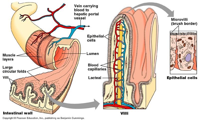 Absorption by Small Intestines Absorption through villi & microvilli finger-like