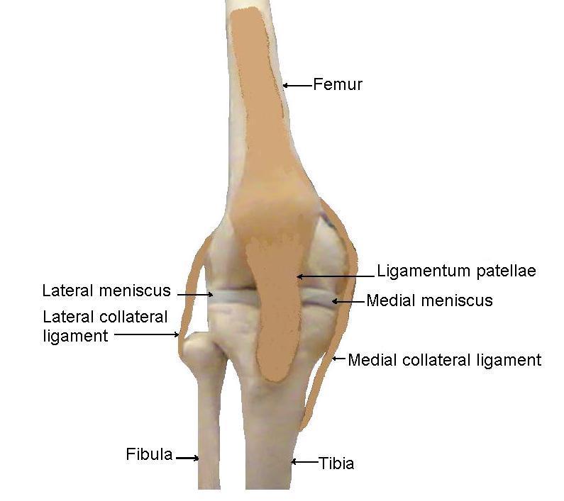 Knee Joint Extra-capsular ligaments: They strengthen the capsule. They include: 1. Lateral (fibular) collateral ligament---- laterally. 2. Medial (tibial) collateral ligament ----medially.