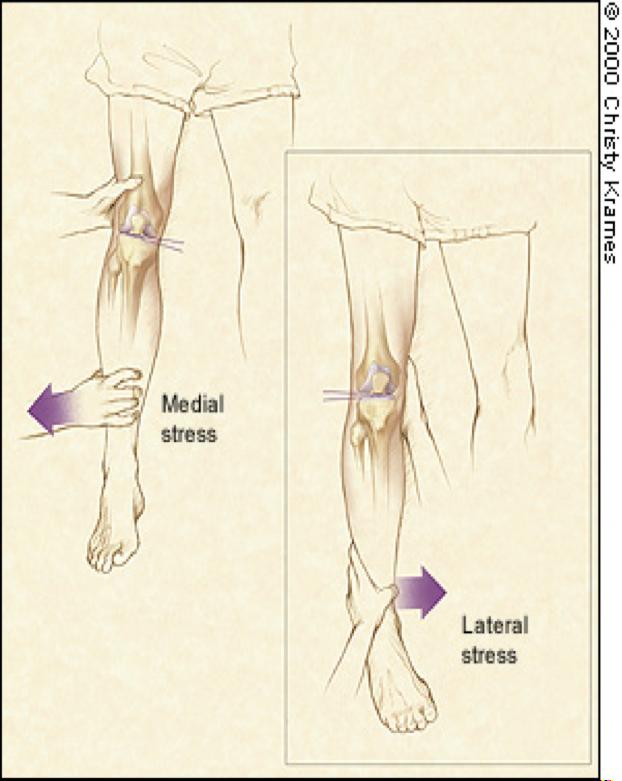 Special Test Posterior Stability Tests: Reverse Lachman Test. Hughston (Jerk) Test.