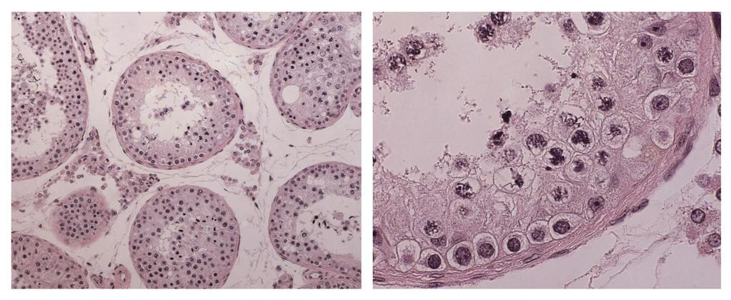 Histological reporting McLachlan et al.