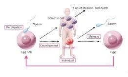 Cell Types Smatic cell a bdy cell; a cell whse genes will nt be passed n t future generatins.