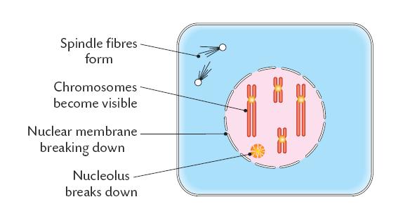 Once a cell has finished Interphase it enters the 4 stages f mitsis (Prphase, Metaphase,