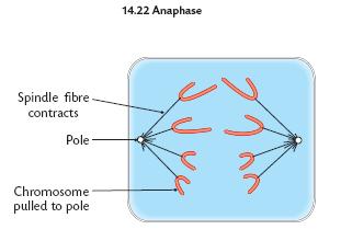 Metaphase Nuclear membrane breaks dwn cmpletely Chrmsmes line up alng the equatr Spindle