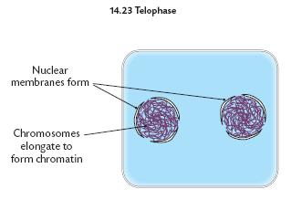 Anaphase Spindle fibres cntract The centrmeres break, each chrmsme is pulled apart.