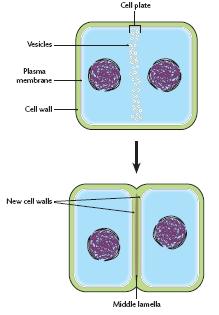 Cell divisin fllws immediately after mitsis Cell divisin (cytkinesis) in animal cells: A shallw grve called a cleavage furrw frms. The cleavage furrw becmes deeper until it splits the cell int tw.