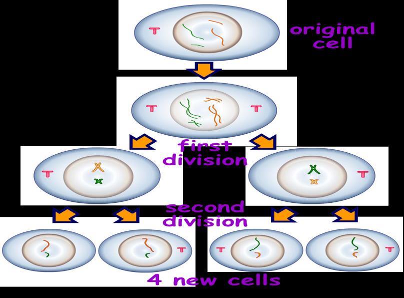 When diplid cells divide by meisis, haplid cells are frmed.