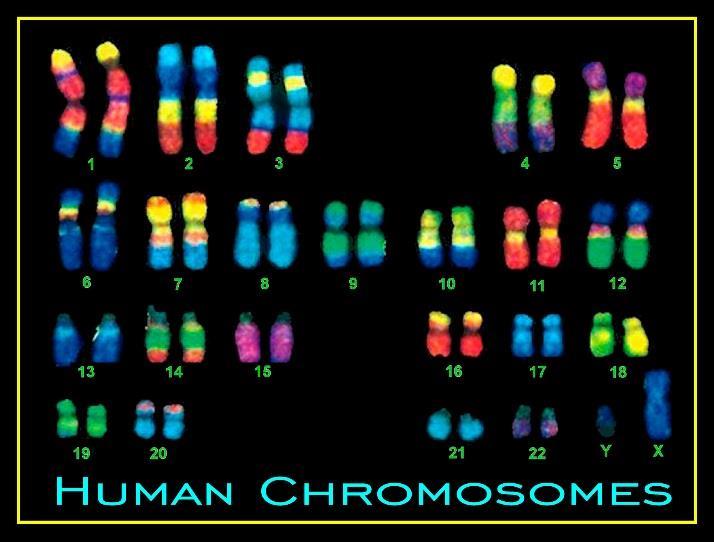 chromosomes arranged in 23 pairs.