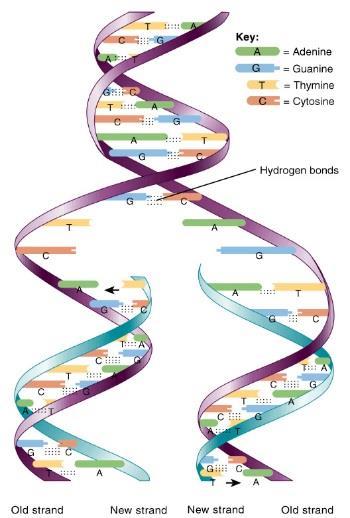 S phase: DNA replication details: session 17 BIOB111 PROPHASE Early
