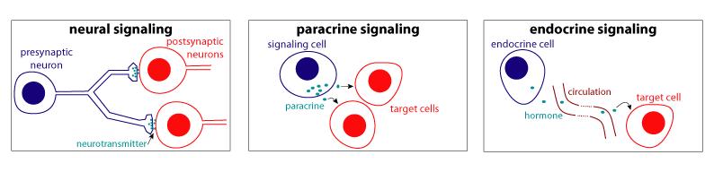 Signalling is linked to transport: specific molecules secreted from the cells act as signalling molecules Neurotransmitters secreted from neuron act on the downstream target muscle cell or another