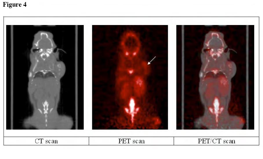 Small animal PET and CT imaging
