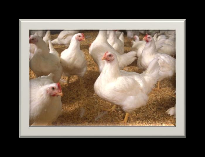 15% Molassified Laying Mash: suitable to be fed as a complete diet to point of lay fowls (20 to 22 weeks) kept for the production of table eggs (Pictured