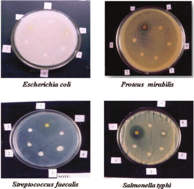 Plate 5 Antibacterial activity of Oscillatoria boryana against clinical pathogens Escherichia coli Proteus mirabilis Streptococcus faecalis Salmonella typhi + Positive control -