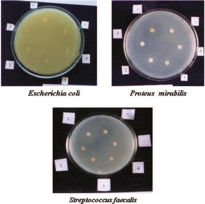 Plate 6 Antibacterial activity of Oscillatoria chlorina against clinical pathogens Escherichia coli Proteus mirabilis Streptococcus faecalis + Positive control -