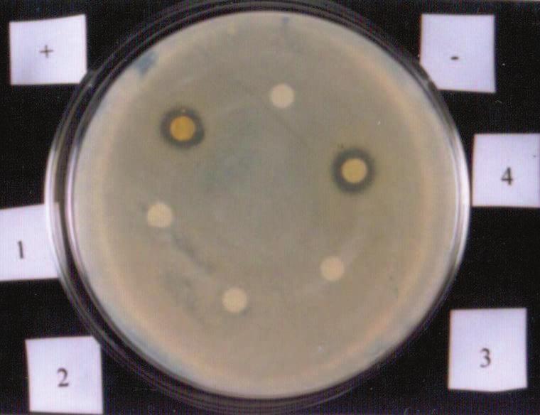 Plate 9 Antibacterial activity of Pseudoanabena shmidlei