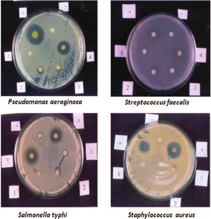 Plate 2 Antibacterial activity of Oscillatoria willei against clinical pathogens Pseudomonas aeroginosa Streptococcus faecalis Salmonella typhi Staphylococcus aureus + Positive