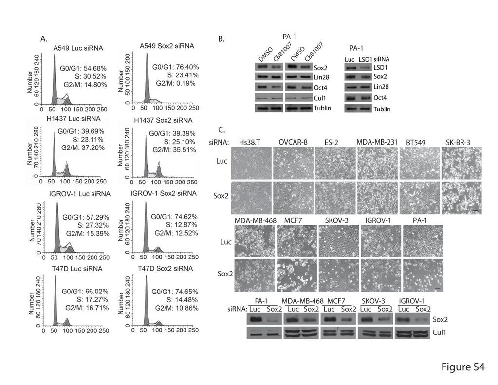 Figure S4. Loss of Sox2 inhibited the growth of Sox2-expressing breast and ovarian carcinoma cells. A.