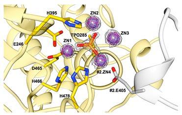 obvious phosphatidylethanolamine binding site T285A reverts