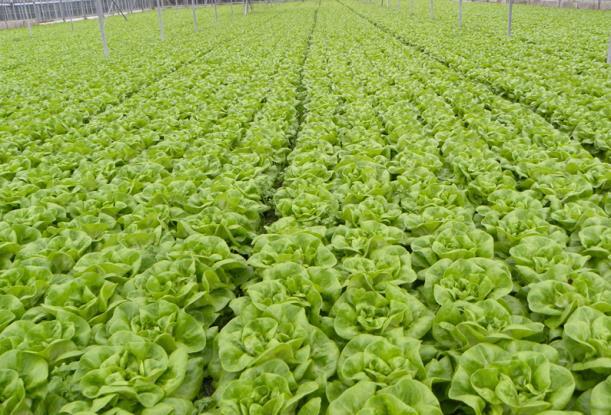 Fullhouse- Butterhead lettuce Even final crop of better quality.