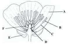 Past Questions on Plant Reproduction Name the parts labelled A, B, C, D in figure 1 State one function for each A and B.