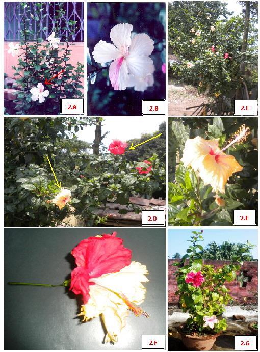 Figure 2: 2.A & 2. B. Case I, 2.C & 2.D. Case II, 2.E & 2.F. Case III, 2.G. Case IV Case II Beside the Kanchrapara Haringhata road of Mohanpur, Haringhata of Nadia district, W.B. a China rose plant was found where two different types of colour of flower have been noticed.