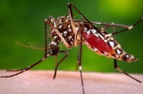feeds on humans In Africa, Aedes aegypti is preferentially