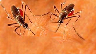 Chikungunya Mosquito borne illness starts 3-7 days after mosquito bite 72% 97% have symptoms when infected Fever, joint pain (often multiple joints in hands
