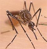 CHIKUNGUNYA RISK TO IOWA Current mosquito vectors for Chikungunya: Aedes aegypti Aedes albopictus
